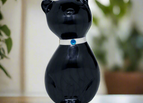 Black Kitty
